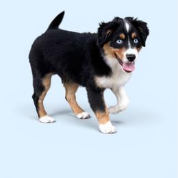 Oreo - Black tri male Miniature American Shepherd puppy in Elmwood Park, Illinois from Goldens&MiniAussiesWithFinesse