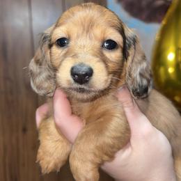 Beth (PET ONLY) - Dapple female Dachshund puppy in Goldthwaite, Texas from Mini Mama Dachshunds