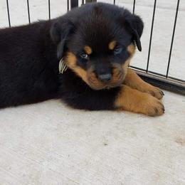 Rottweiler Puppies from Gottlïchen Rottweilers