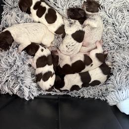 German Shorthaired Pointer Puppies from RED Clay Dogs