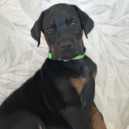 Boy 1 - Black and rust male Doberman Pinscher puppy in Murrieta, California from Noble Doberman
