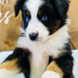 Australian Shepherd Puppies from Far West Aussies