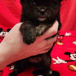 Sean - Black and white male Chihuahua puppy in Chesapeake, Virginia from Elsbeth's Chihuahuas