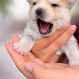 Pomsky and Siberian Husky Puppies from L.A Pomskys