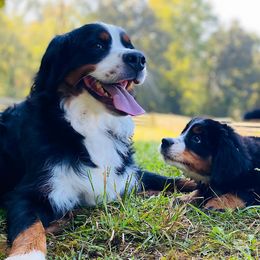 Ellie Mae - Bernese Mountain Dog