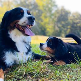Ellie Mae - Bernese Mountain Dog