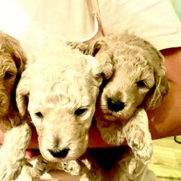 Goldendoodle and Poodle Puppies from Still Waters Farm