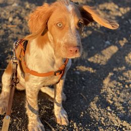 Brittany Puppies from Hellfinger Bird Dogs