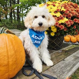 Teddy (Black Collar Male) - Sable male Aussiedoodle puppy in Grand Rapids, Michigan from The Kindred K9