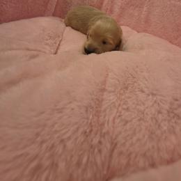 Crumble - Cream male Dachshund puppy in Bristol, Tennessee from It's Mini Wieners Baby