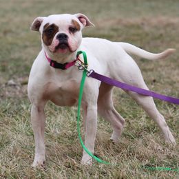 Sissy - American Bulldog