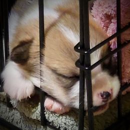 Pembroke Welsh Corgi Puppies from BLACK HILLS CORGIS