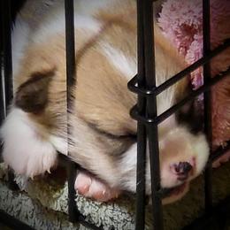 Pembroke Welsh Corgi Puppies from BLACK HILLS CORGIS