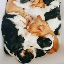Cavapoo and Goldendoodle Puppies from Hearts Full of Puppies