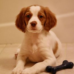 Brittany Puppies from Astra Brittanys
