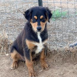 Thunder - Black tri-color male Australian Shepherd puppy in Mineral Wells, Texas from A6 Australian Shepards