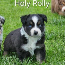 Holy Rolly - Black tri female Miniature Australian Shepherd puppy in Owensboro, Kentucky from JnT's Bluegrass Mini Aussies