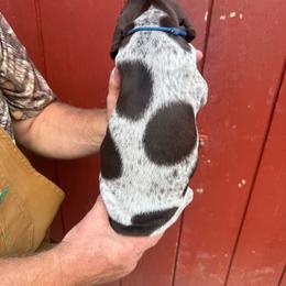 Brodie - Liver roan male German Shorthaired Pointer puppy in Charlton, Massachusetts from Cuilean farm and kennel