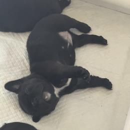 French Bulldog Puppies from Diamonds Frenchies