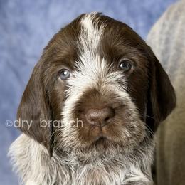 Boy 5 - Brown and gray male Wirehaired Pointing Griffon puppy in Milton, Florida from Dry Branch
