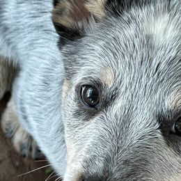 Australian Cattle Dog Puppies from Tin Roof Australian Cattle Dogs