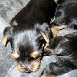 Yorkshire Terrier puppies from Little Champions