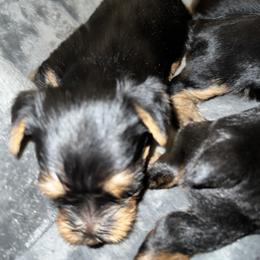Yorkshire Terrier puppies from Little Champions