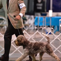 Lagotto Romagnolo Puppies from Northwest Lagotto