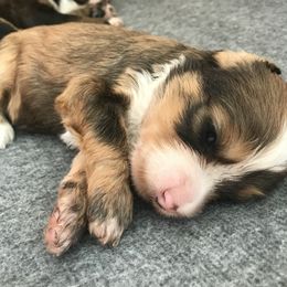 Goldendoodle Puppies from Heartshine Doodles