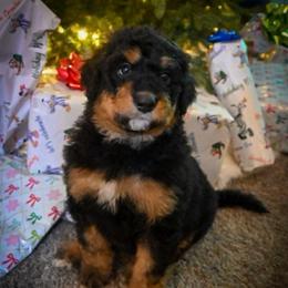 Dancer - Phantom female Bernedoodle puppy in Lookout, California from Remington Kennels, LLC