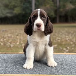 Wendall - male English Springer Spaniel puppy in Las Vegas, Nevada from Legacy