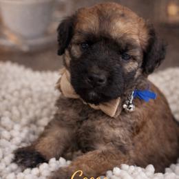 Cocoa-blue - Phantom male Bernedoodle puppy in Oak Hills, California from High Desert Doodles