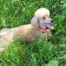 Astrid - Poodle
