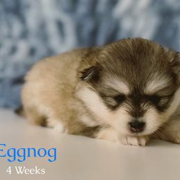 Eggnog - Silver and white male Pomsky puppy in Winston, Oregon from Arctic Tails Spitz