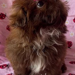 Shih Tzus from Beauty's Shih Tzu (California)