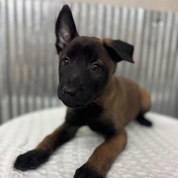 Red Collar - Black sable male Belgian Malinois puppy in Muskegon, Michigan from Red Acres Working Line K9s