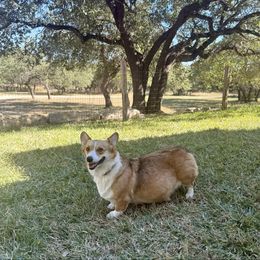 Java - Pembroke Welsh Corgi