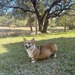Java - Pembroke Welsh Corgi
