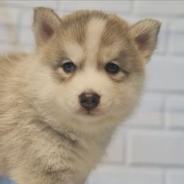 Bo - Wolf sable male Pomsky puppy in Stover, Missouri from Lx2 County Line Pomskies