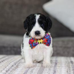 Sharpie - Black and chalk male Australian Labradoodle puppy in Calhoun, Louisiana from Arrowhead Australian Labradoodles