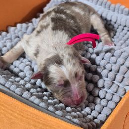 Red collar boy - Red merle male Australian Shepherd puppy in Rainsville, Alabama from Chaparro Farm