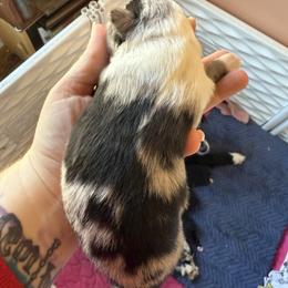 Breeze - Blue merle female Miniature Australian Shepherd puppy in Gatesville, Texas from Southern Promise Aussie’s