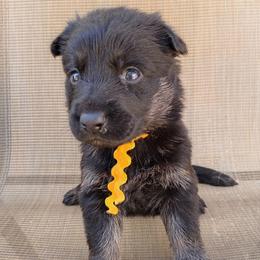 Yellow Girl - Bi-color female German Shepherd puppy in La Pine, Oregon from Granville/Diamond Peak German Shepherds