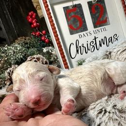 Shepherd - Cream Goldendoodle puppy in Arlington, Texas from Kel's Tails Poodles & Doodles