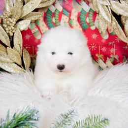 Clover - White and biscuit female Samoyed puppy in West Jordan, Utah from Rocky Mountain Samoyeds