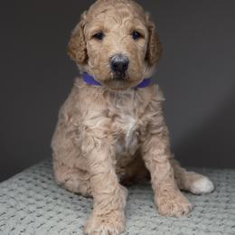 Venus. Purple collar - Cream female Goldendoodle puppy in Placentia, California from Zari Benji Doodles