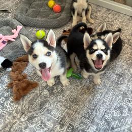 Little Man -Yellow Collar - Black and white male Pomsky puppy in Mannington Township, New Jersey from Little Husky Hutt