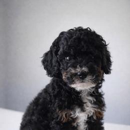 Girl 1 - Phantom female Poodle puppy in Eckert, Colorado from High Desert Poodles