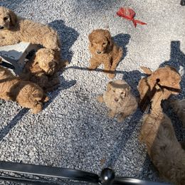Poodle Puppies from FurEver Poodles