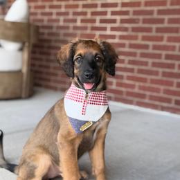 Lainey - Unfurnished Coat - female Australian Mountain Doodle puppy in Pittsburgh, Pennsylvania from WestPenn Doodles LLC